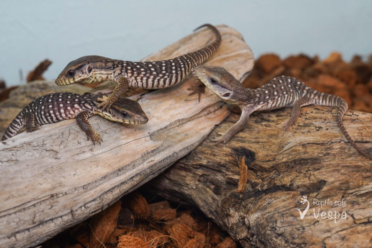 サバンナモニター