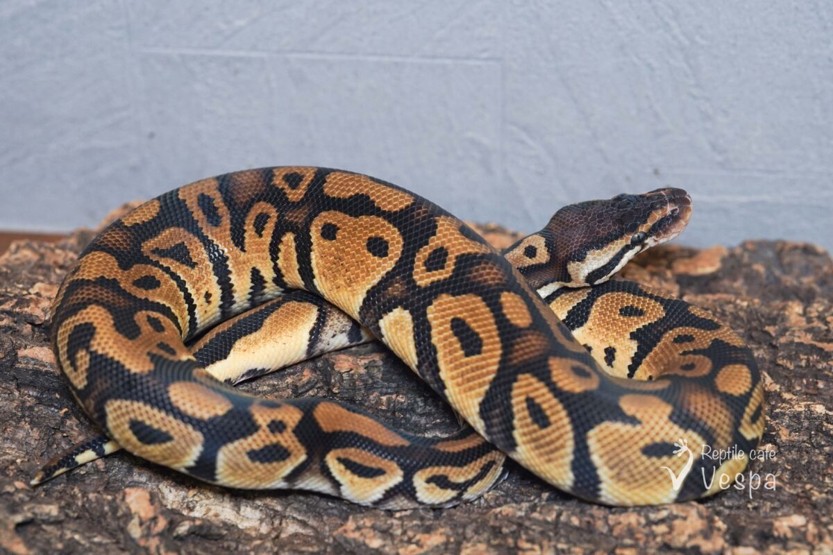 ボールパイソン　パステル het TSKアザンデザートゴーストパイ 50% het GS ♂