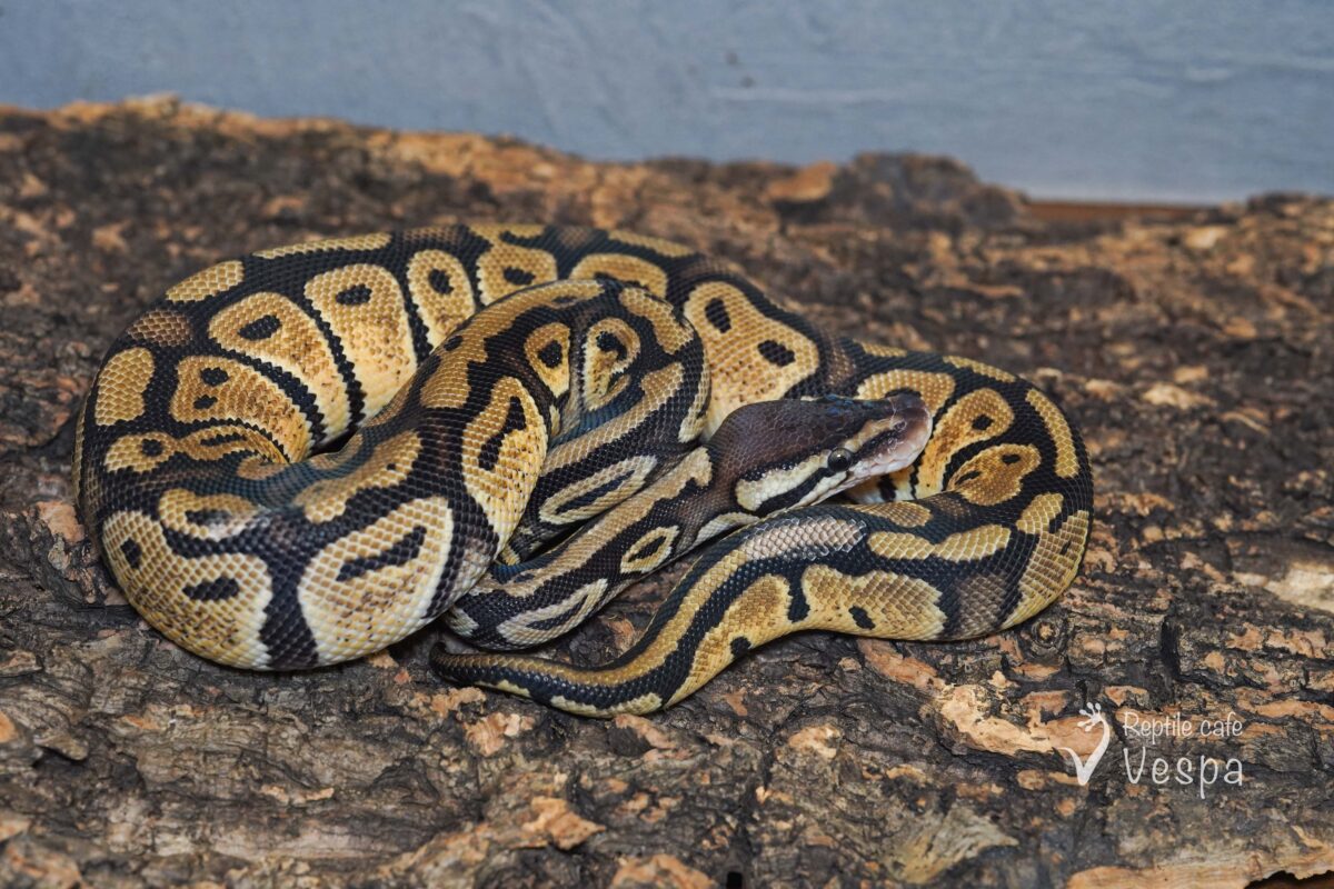 ボールパイソン　パステル het TSKアザンデザートゴーストパイ 50% het GS ♀