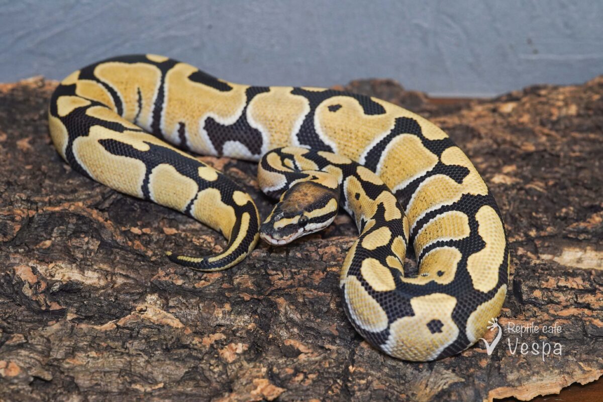 ボールパイソン　デザートゴースト het クラウン ♂