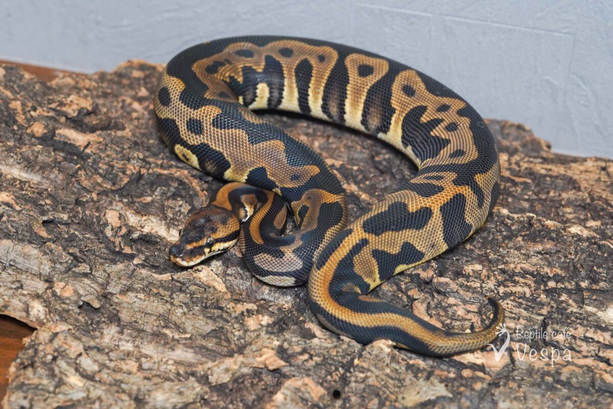 ボールパイソン　レオパード het クラウン 66% het パイ♀