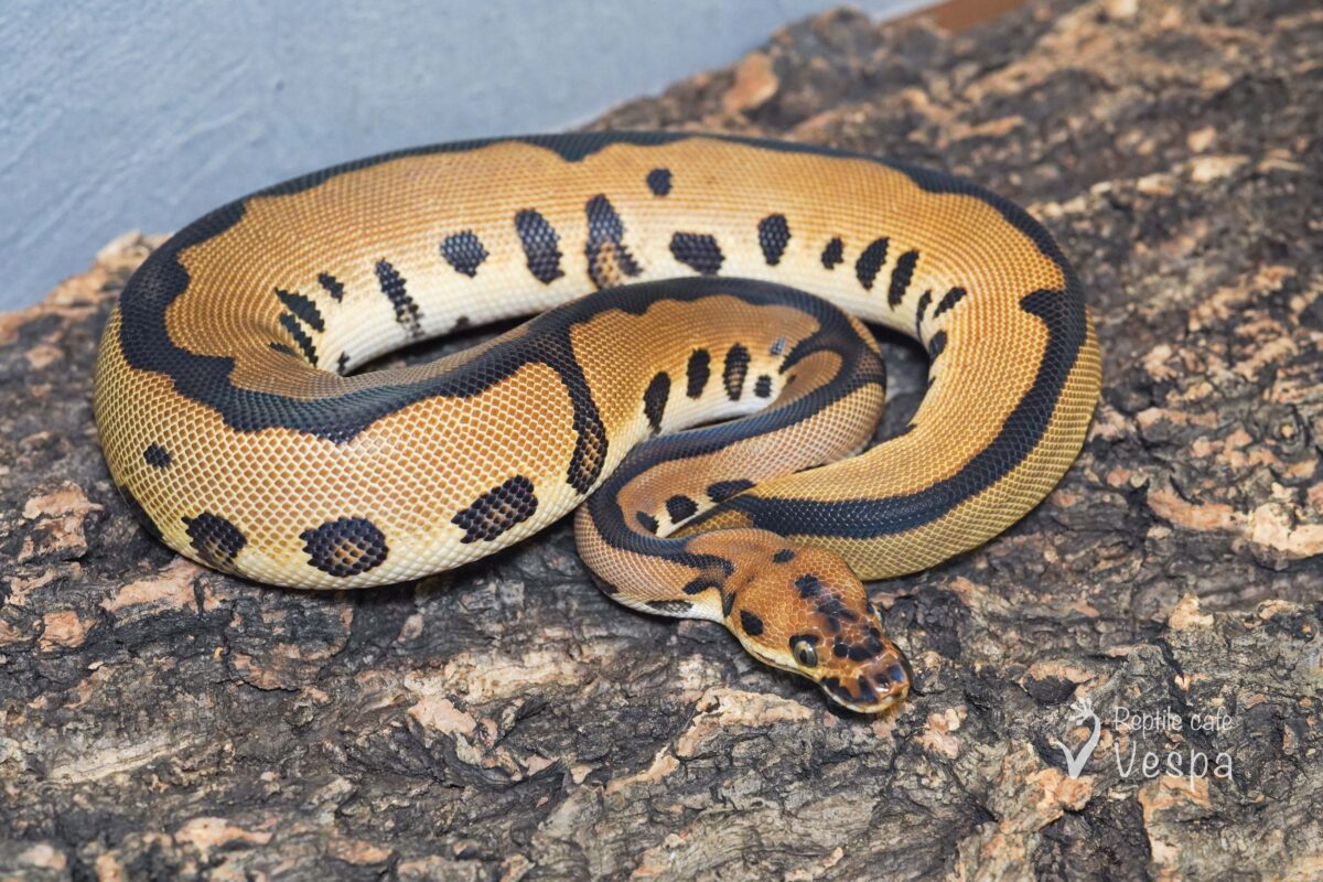 ボールパイソン　レオパードクラウン 66% het パイ♀