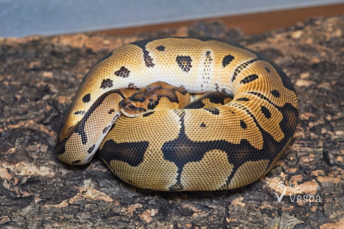 ボールパイソン　クラウン 66% het パイ♂