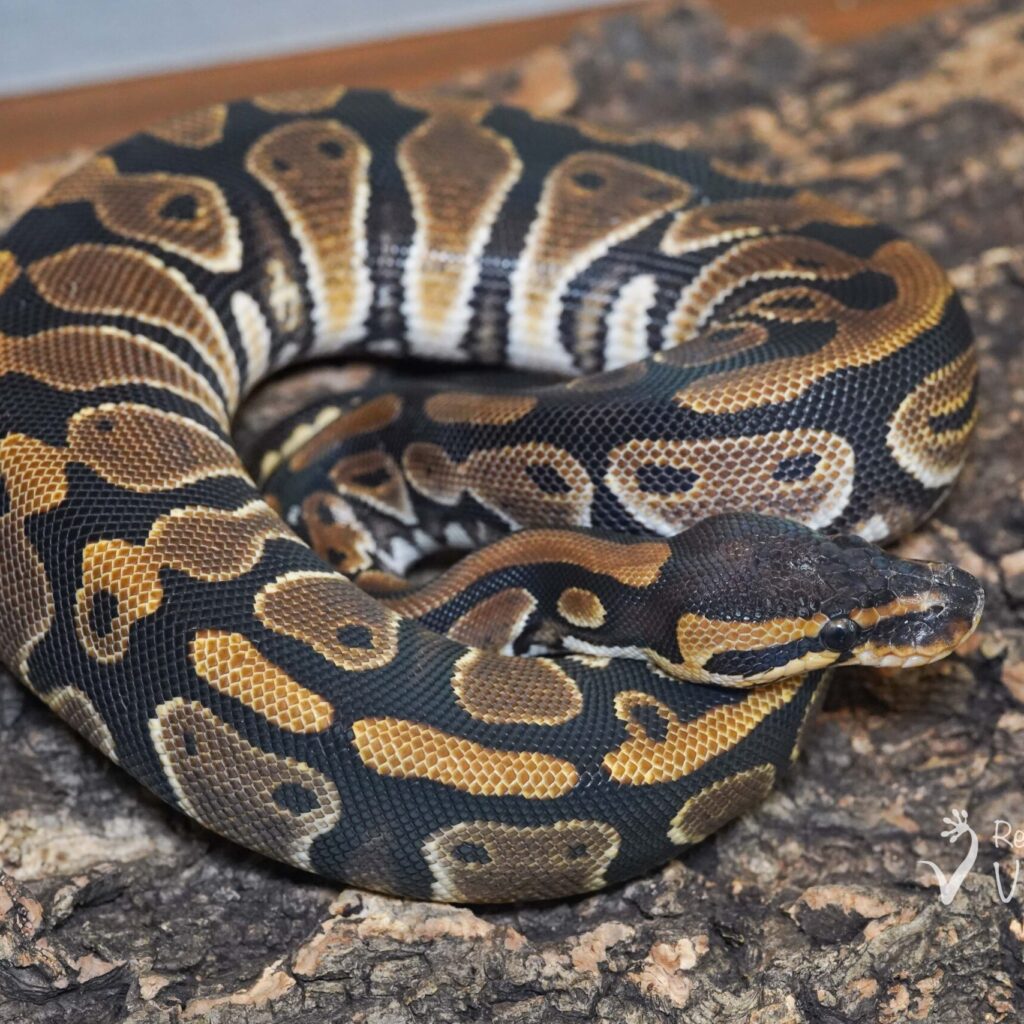 ボールパイソン　het クラウン 66%het パイ♀