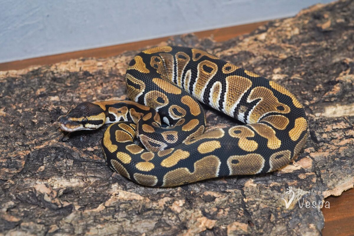 ボールパイソン　het クラウン 66%het パイ♀