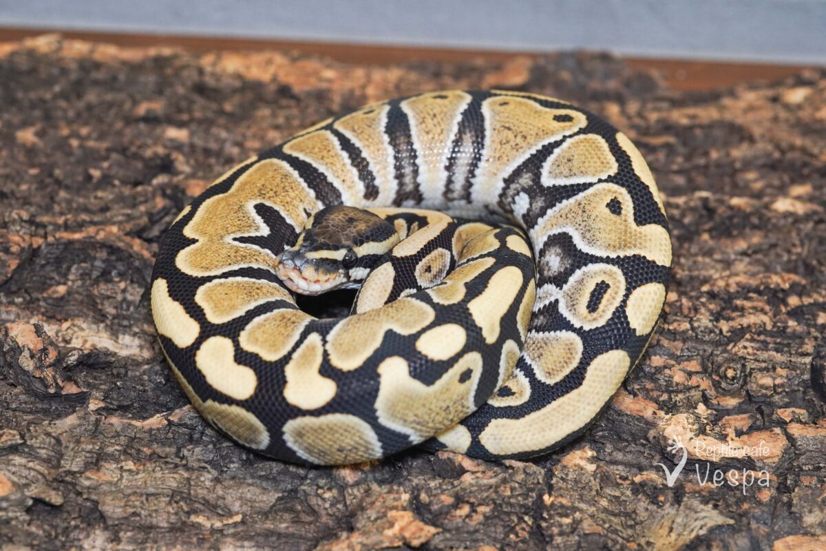 ボールパイソン　デザートゴースト 66%het パイ♂