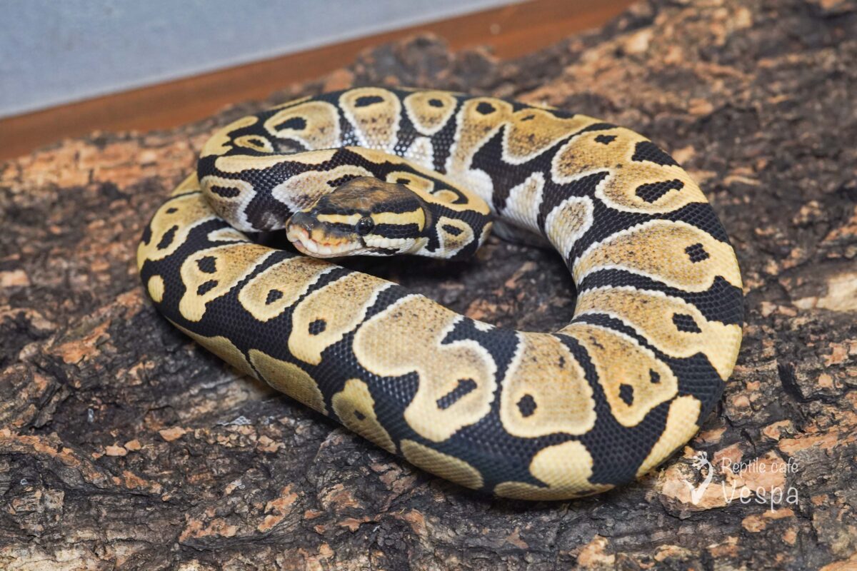 ボールパイソン　デザートゴースト 66%het パイ♂