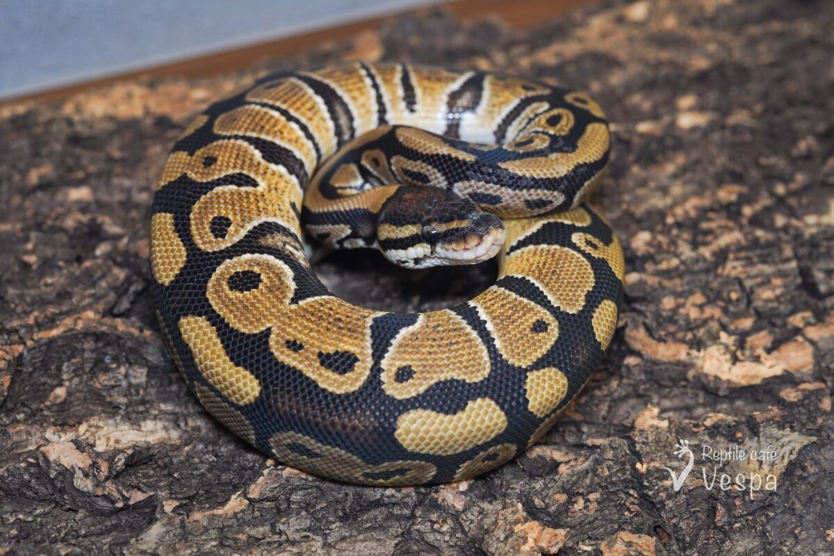 ボールパイソン　het デザートゴーストクラウン♀