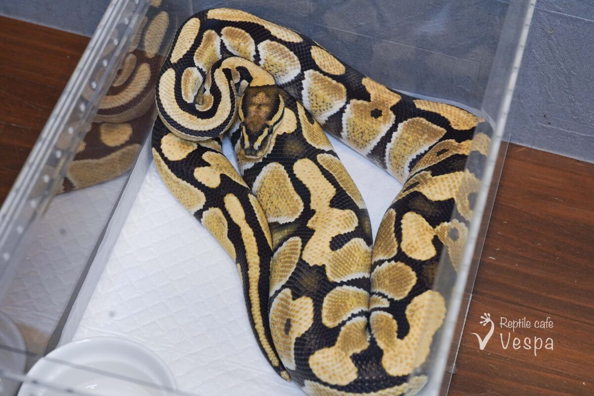 ボールパイソン　デザートゴースト het クラウン ♂