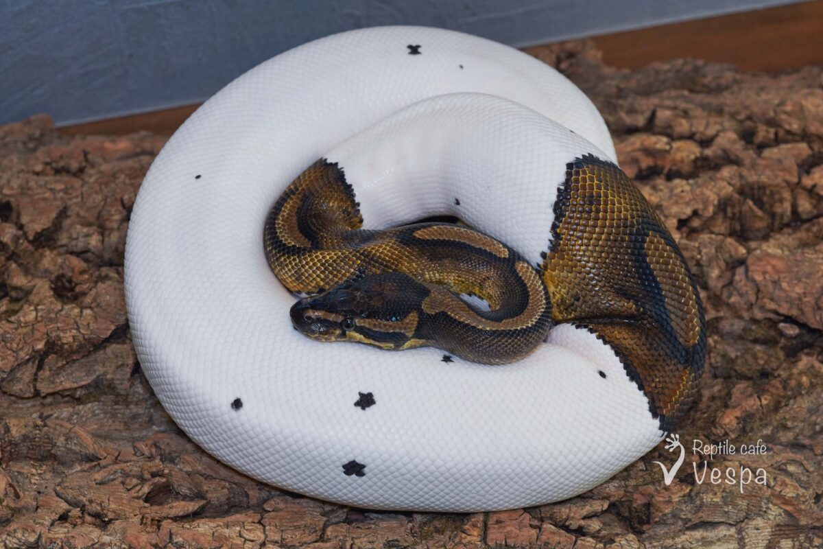 ボールパイソン　パイド♀
