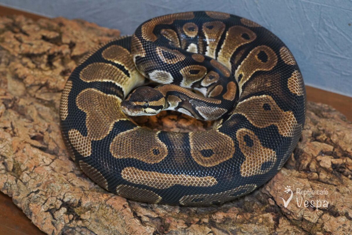 ボールパイソン　het クラウンパイ♀