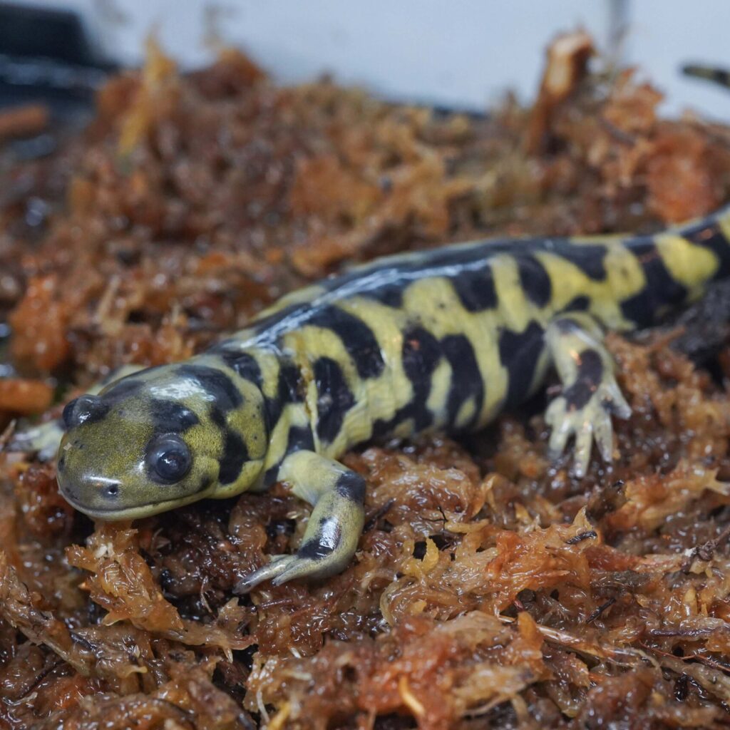 オビタイガーサラマンダー