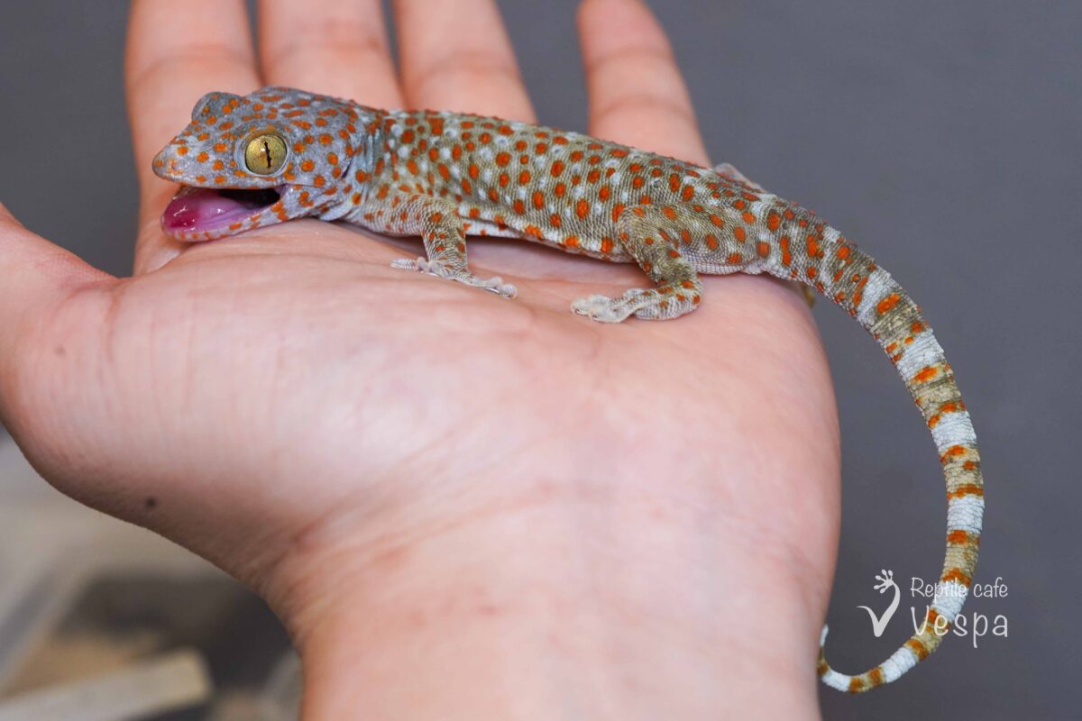 トッケイヤモリ　JPCB②