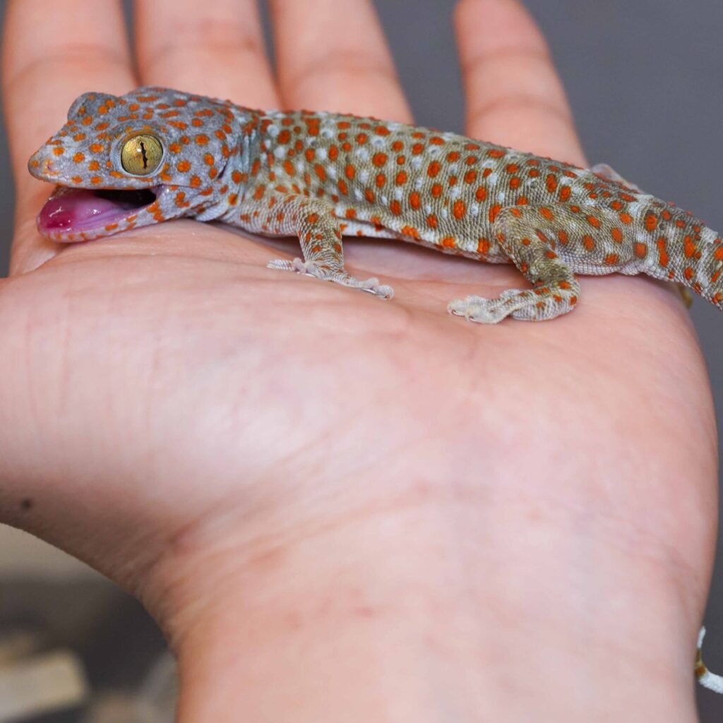 トッケイヤモリ　JPCB②