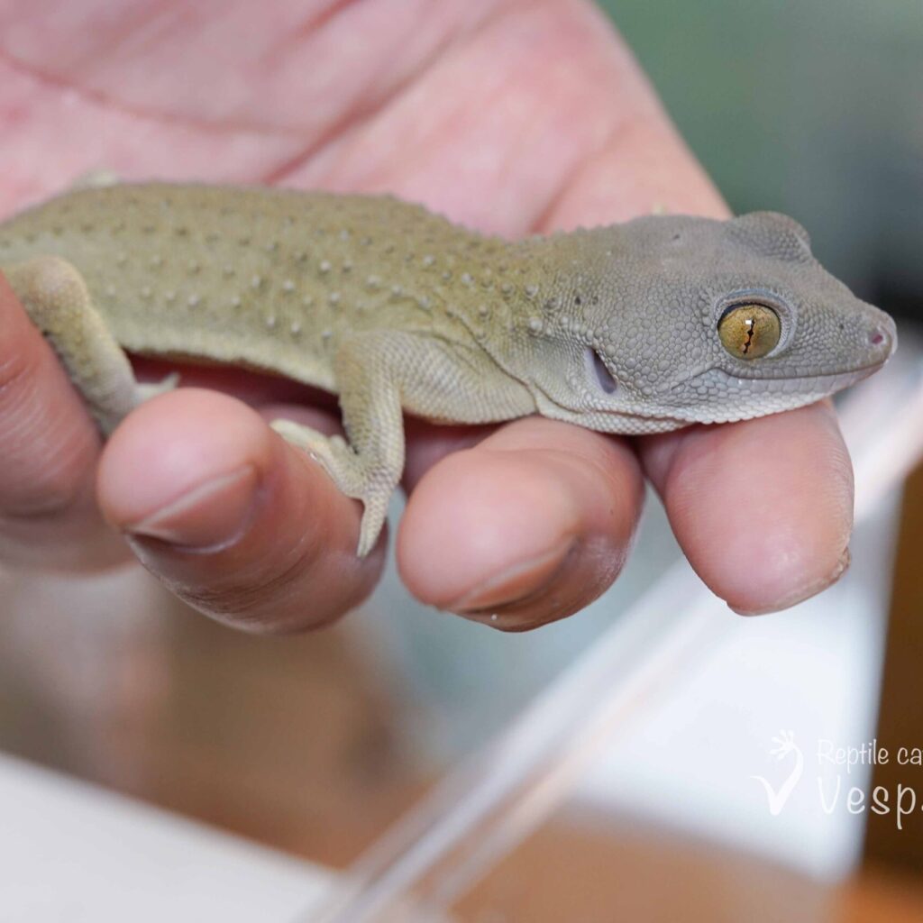 トッケイヤモリ　パターンレスCB