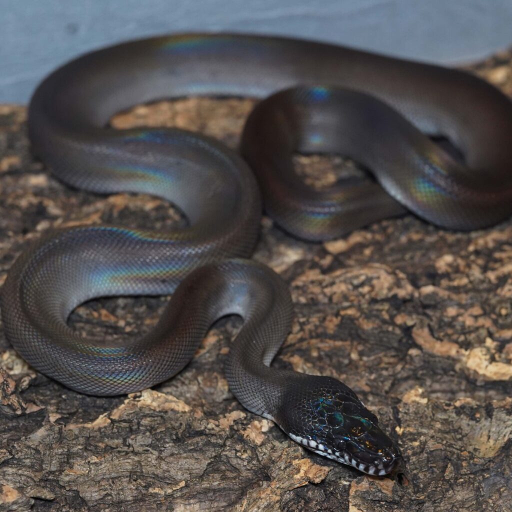 アルバーティスパイソン　キミカブラック