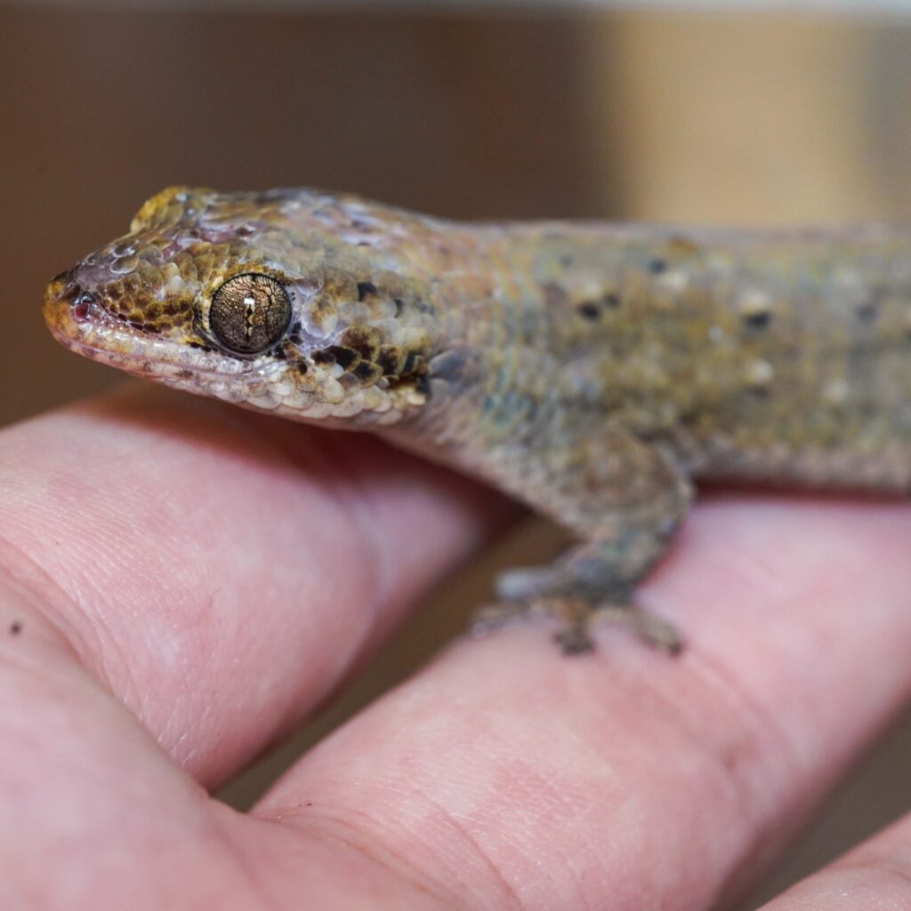 オオバクチヤモリ