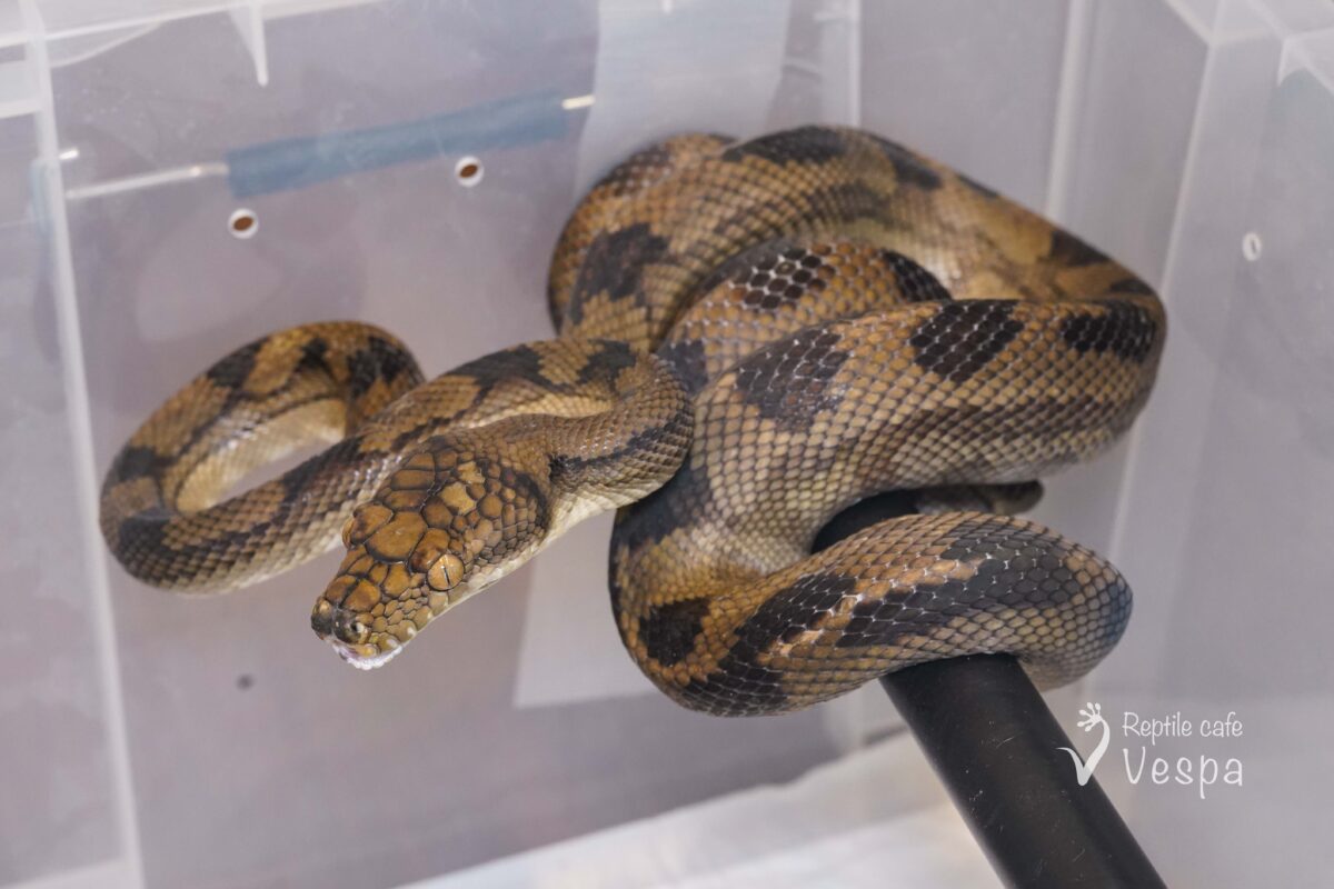 ハルマヘラパイソン