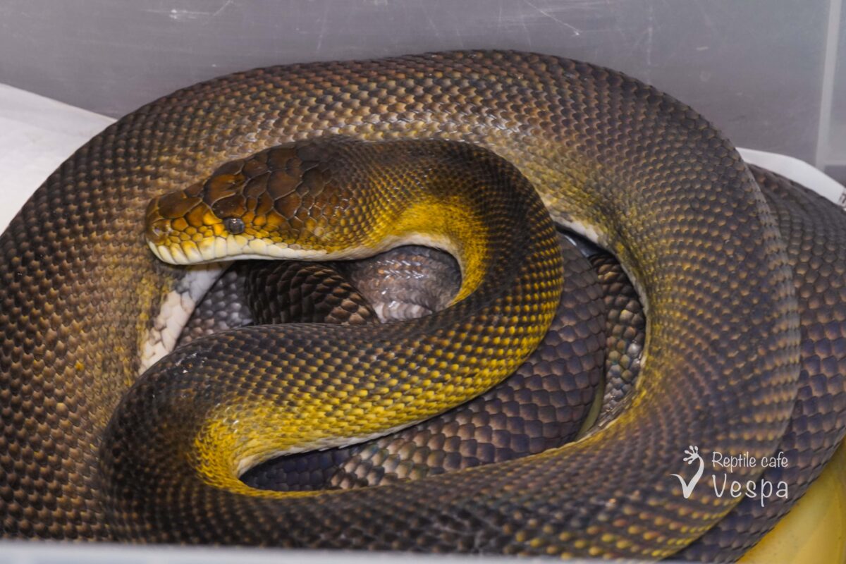 モルカンパイソン　フルアダルト♀