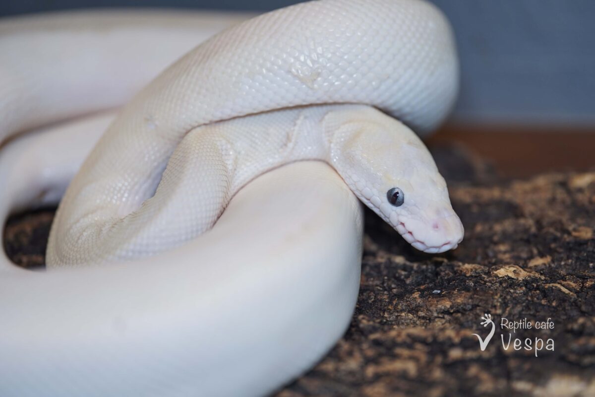 ボールパイソン　ブルーアイリューシ♂